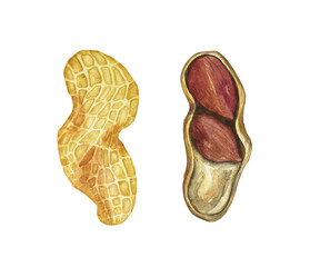 Two peanut in open nutshell isolated on white background. Watercolor hand drawing illustration. Perfect for food design, poster, organic decoration.