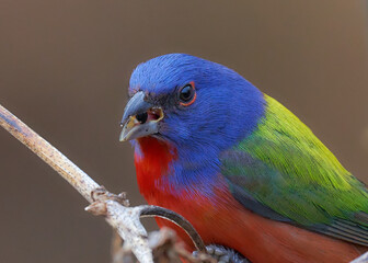 Painted bunting, bird