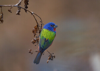 Painted bunting, bird