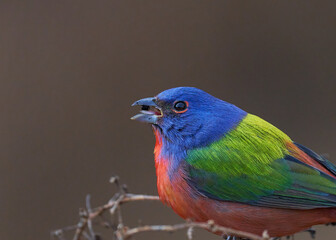 Painted bunting, bird