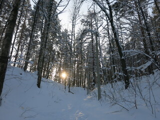 Winter park, snow, pine trees.
