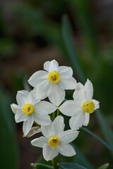Close-up of narcissus flowers on a green background.