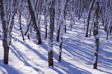 白い雪に覆われた冬の森。日差しの中で雪の上に木の影が伸びています。