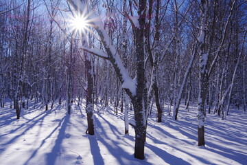 太陽の光が輝く冬の森。白い雪に伸びる木々の影。