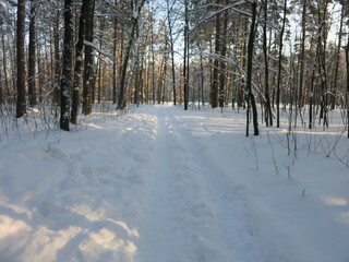 Winter park, snow, pine trees.