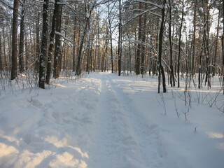 Winter park, snow, pine trees.