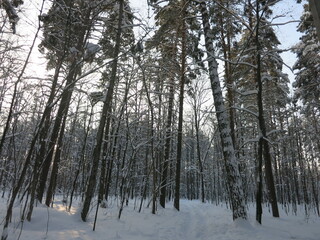 Winter park, snow, pine trees.