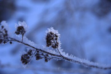 Obraz premium びっしりと霜の付いた冬の木の枝。極寒の朝の自然。