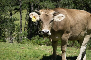 Naklejka na ściany i meble brown cow grazing on fenced farm, huesca, spain