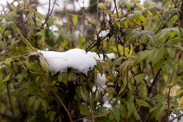 The first snow is on the still green leaves.