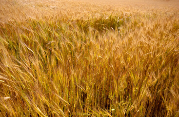 Farming. Wheat field in summer.