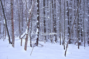冬の森。雪と霜で白くなった木々。