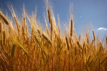 Farming. Wheat field in summer.