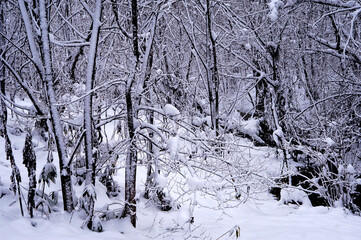 冬の森。雪と霜で白くなった木々。