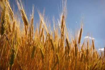 Farming. Wheat field in summer.