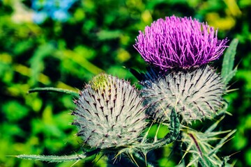 Thistle flower close-up in the summer month of August.
