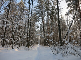 Winter park, snow, pine trees.