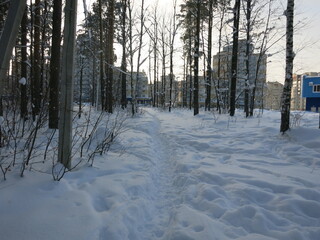 Winter park, snow, pine trees.