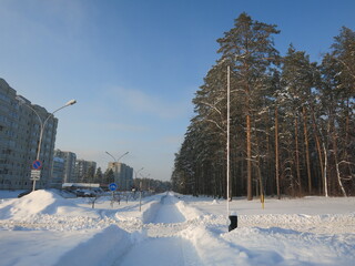 Winter park, snow, pine trees.