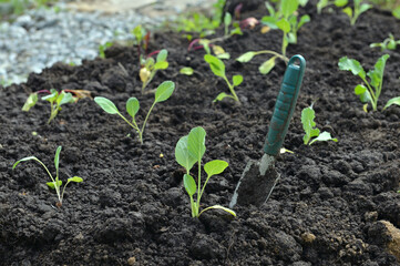 Young seedlings of cabbage with working spade in the garden.