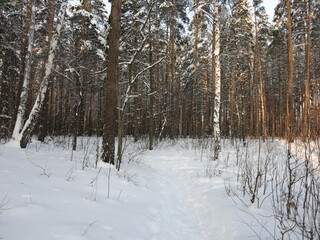 Winter park, snow, pine trees.