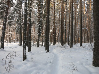 Winter park, snow, pine trees.