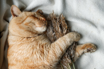 Domestic ginger cat. The cat lies on a white blanket. Close-up. Bokeh effect