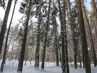 Winter park, snow, pine trees.