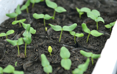 Close up of cucumber sprouts in pots.