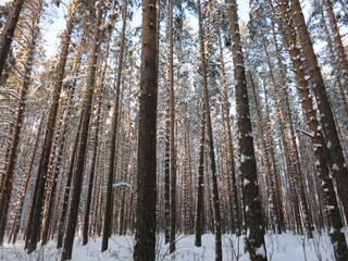Winter park, snow, pine trees.