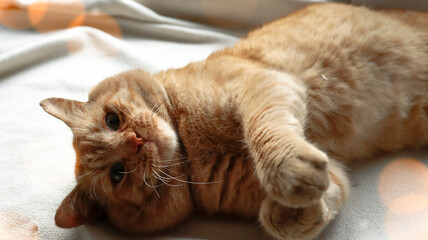 Domestic ginger cat. The cat lies on a white blanket. Close-up. Bokeh effect