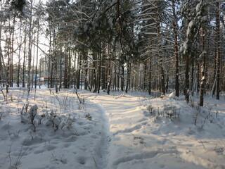 Winter park, snow, pine trees.