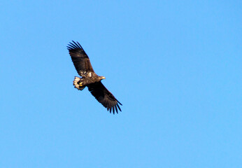 eagle in flight