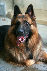 german shepherd portrait