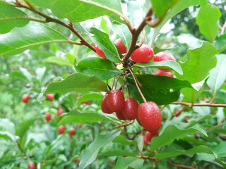 Silverberry, gumi. Red berries growing in a garden.