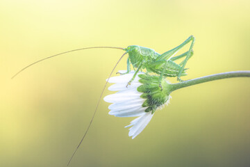neanide di cavalletta verde su fiore di margherita, sfondo sfocato