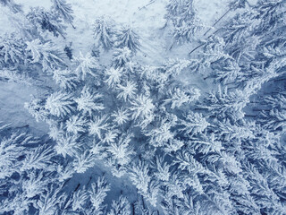 Aerial top down view of frozen coniferous forest covered in snow. Winter nature landscape of snowy trees, view by drone.