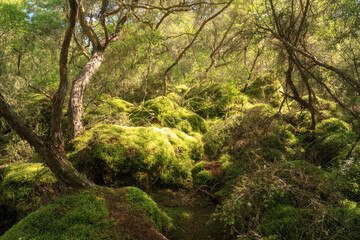 Fototapeta na wymiar A forest of manuka trees in New Zealand. The sun-dappled ground beneath is covered in hummocks of moss