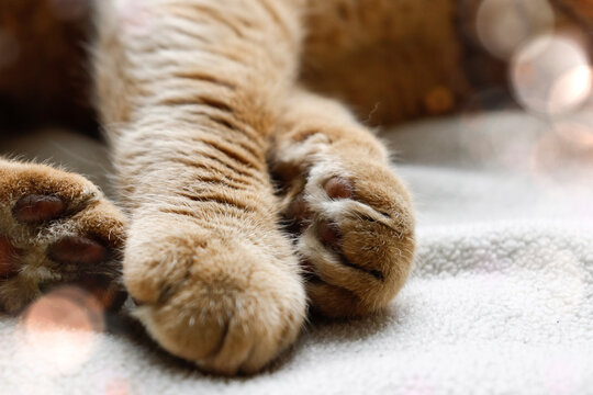Paws of a red cat, Giger cat on a white blanket. The pet is lying. Light photo of a cat.