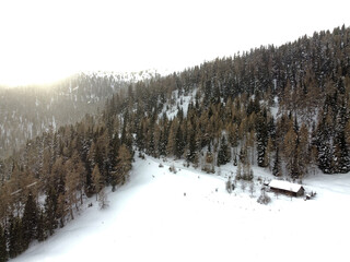 winter forest in the snow
