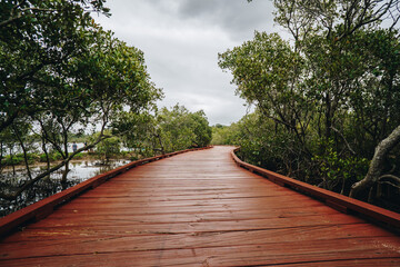 Fototapeta premium Very low hot of Path at Beree-badalla Reserve in Palm Beach mangroves