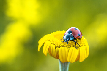 coccinella su fiore giallo