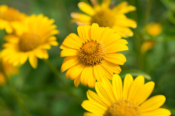 Flowers Heliopsis in the Garden