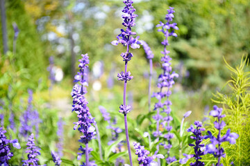 Selective focus of lavender flowers on green background
