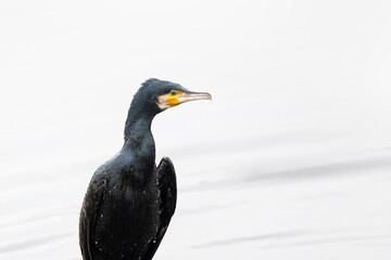 Great cormorant on a bright day