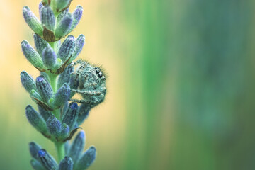 piccolo ragno saltatore (salticidae) su fiore di lavanda