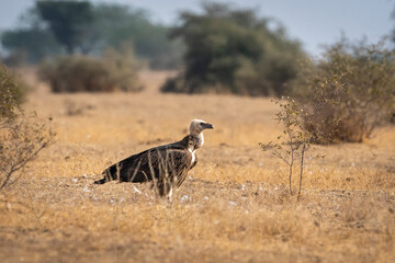 Himalayan vulture or Gyps himalayensis or Himalayan griffon vulture perched on ground during winter migration at jorbeer conservation reserve bikaner rajasthan india