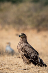 Steppe eagle or Aquila nipalensis portrait or closeup perched on ground in an open field during winter migration at desert national park jaisalmer rajasthan India