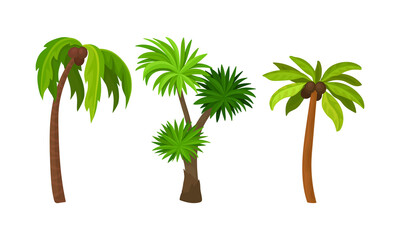 Palm Growth Plants with Frond Leaves on Top of Unbranched Stem Vector Set