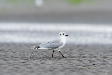 ズグロカモメ成鳥冬羽(Saunders's gull)